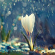 Pluie Crocus Flora