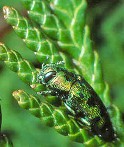 Bupreste Thuya Fauna