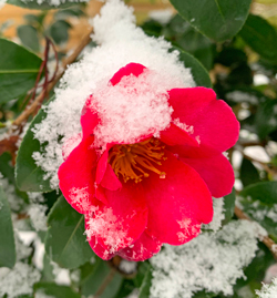 Camelia Neige Mioulane NewsJardinTV NPM 2808185303