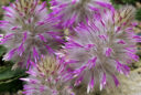 Ptilotus manglesii (Pompon)