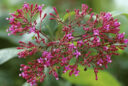 Fuchsia paniculata