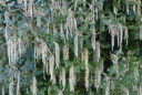 Garrya elliptica