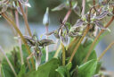 Langue de vipère de Californie (Scoliopus bigelowii)