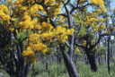 Nuytsia floribunda