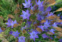 Triteleia laxa ‘Corrina’