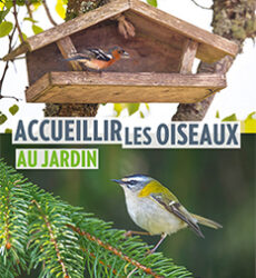 Accueillir les oiseaux au jardin