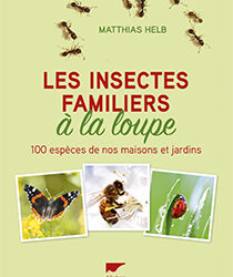 Les insectes familiers à la loupe