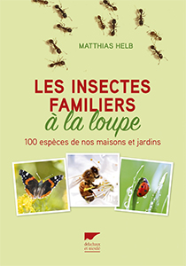 Les insectes familiers à la loupe