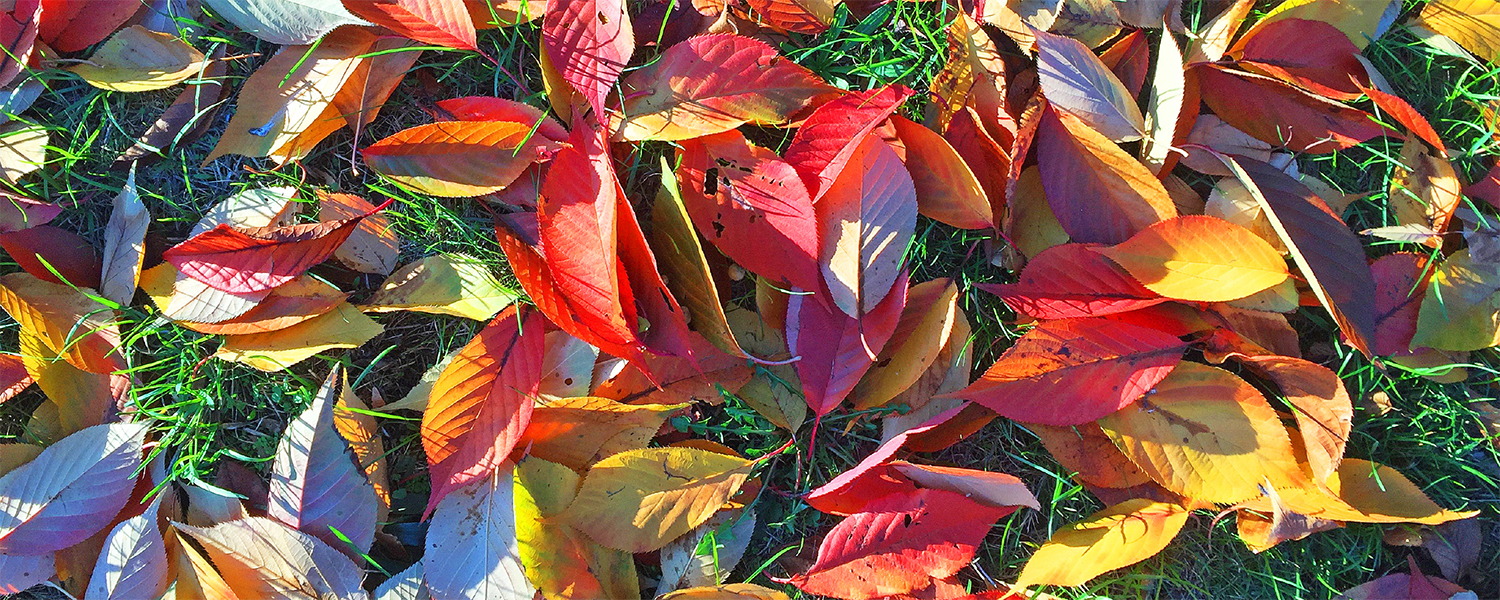 bannière automne